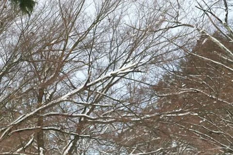 Snowfall in the winter park Stock Photos