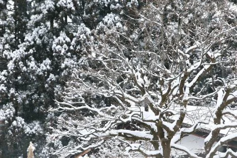 Snowfall in the winter park Stock Photos