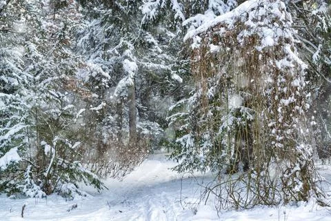 Snowfall in a winter park 스톡 사진