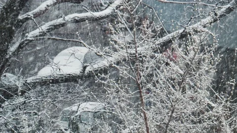 Snowfall in winter park, snowy cloudy day, branches sway in the wind. Street and Stock Footage 142091261