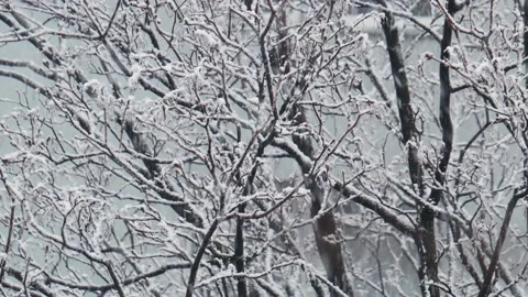 Snowfall in winter park, snowy cloudy day, branches sway in the wind. Close-up Stock Footage 142091305