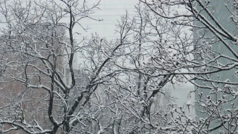 Snowfall in winter park, snowy cloudy day, branches sway in the wind. Building Stock Footage 142091447