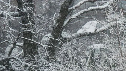 Snowfall in winter park, snowy cloudy day, branches sway in the wind. Street and Stock Footage 142091452