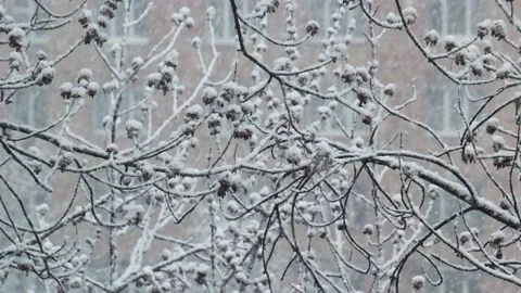 Snowfall in winter park, snowy cloudy day, branches sway in the wind. Building Stock Footage 142091516