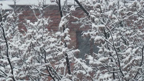Snowfall in winter park, snowy cloudy day, branches sway in the wind. Building Stock Footage 142091537