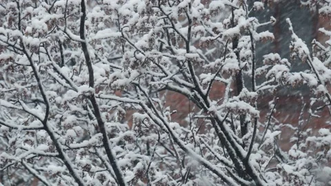 Snowfall in winter park, snowy cloudy day, branches sway in the wind. Building Stock Footage 142091593
