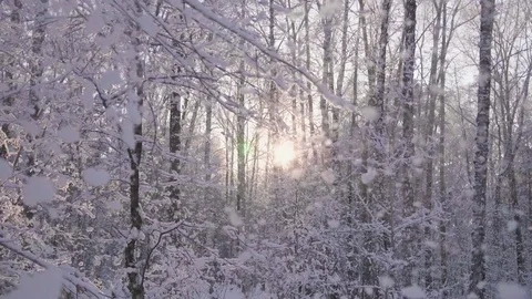 Snowfall in winter Park through the sun's rays on blue sky background Видео 83621783