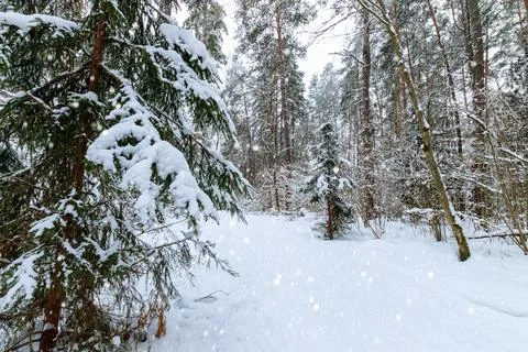 Snowfall at winter pine and spruce forest covered with frost. Stock Photos