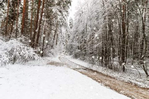 Snowfall at winter pine forest covered with frost. Stock Photos