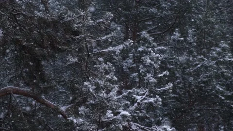 Snowfall in winter in pine forest. Snow flies and falls on the branches of trees Stock Footage 167263178