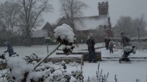 Snowfall on Winter plant. Stock Footage 147210967