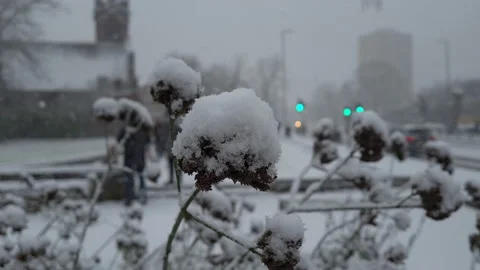 Snowfall on Winter plant. Stock Footage 147211168
