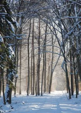 Snowfall in winter sun Stock Photos