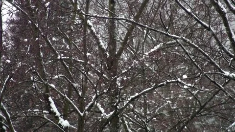 Snowfall in winter with trees Stock Footage 73775642