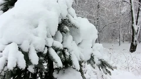 Snowfall in the wood Stock Footage 12765471