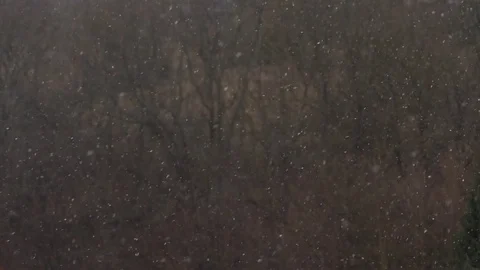 Snowfall, Woods at the Background, Slow Motion Stock Footage 85224309