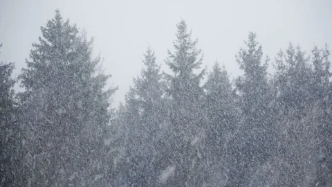 Snowfall in the woods with focus pull Stock Footage 111861574