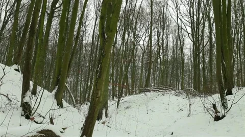 Snowfall in the woods Stock Footage 46002745