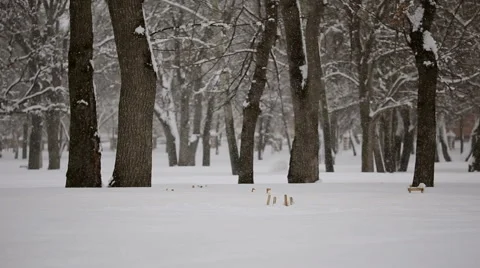 Snowfall in the woods Stock Footage 60819924