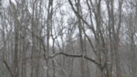 Snowfall in the woods Stock Footage 151858995