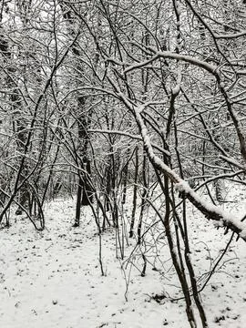 Snowfall in the woods Stock Photos