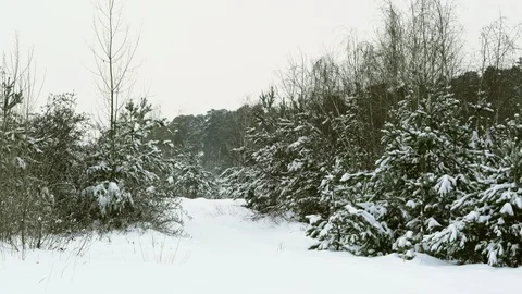 Snowfall in young forest Stock Footage 122999900