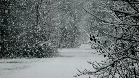Snowfall_05 Stock Footage 10564637