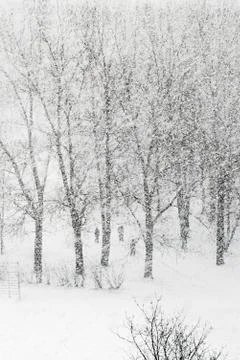Snowfalling Stock Photos