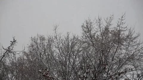 Snowfalling in winter. Christmas mood Stock Footage 106722662