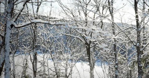 SnowFallingThroughTrees Stock Footage 125278971