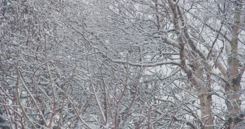 Snowflake accumulation snow covered bare tree pan left Stock Footage 258383032