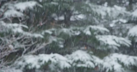 Snowflake accumulation snow covered tree coniferous Stock Footage 258382280