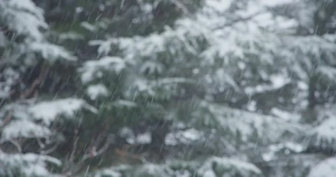 Snowflake accumulation snow covered tree coniferous tilt down 動画素材 258382572