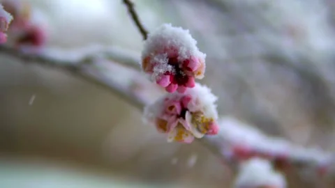 Snowflake and flower Video stock 155939336