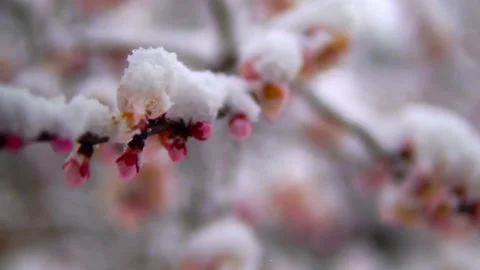 Snowflake and flower Video stock 155939430