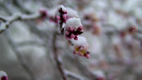 Snowflake and flower Video stock 155939439