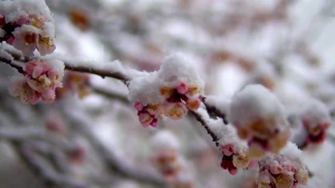 Snowflake and flower Video stock 155939443