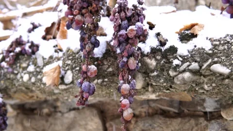 Snowflake and grape Video stock 155939434