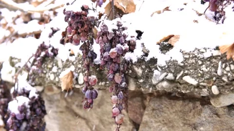 Snowflake and grape Video stock 155939444