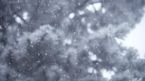 Snowflake background blurred. Real snow flake falling down fir tree backdrop. Ab Stock Footage 325710638