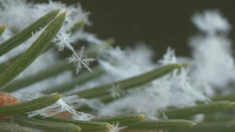 Snowflake On The Branches Видео 151762707