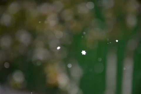 Snowflake caught on a spider web Stock Photos