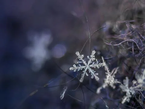 Snowflake close-up on a dark blue background. Macro natural background Stock Photos