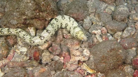 Snowflake eel scuba diving 스톡 동영상 71160841