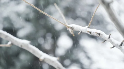 Snowflake falling on tree branch Stock Footage 166458256
