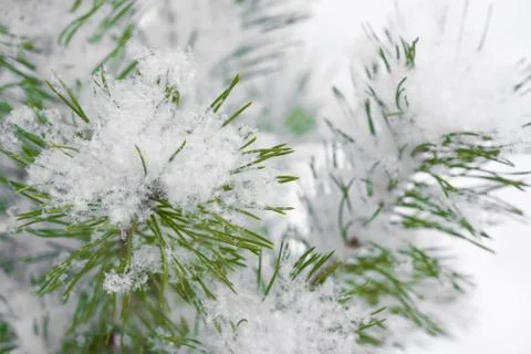 Snowflake on fir branches Stock Photos