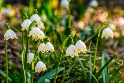 Snowflake, first flowers of spring Stock Photos