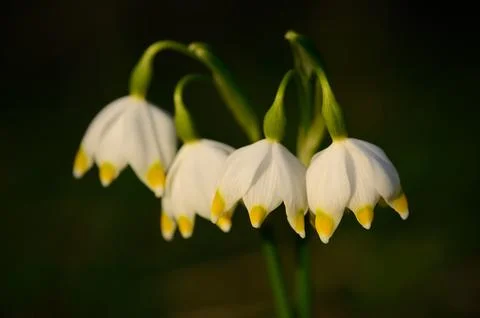 Snowflake flower bloom in early spring Stock Photos