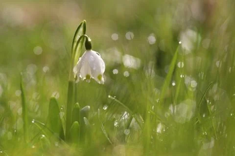 Snowflake flowers in a garden Stock Photos