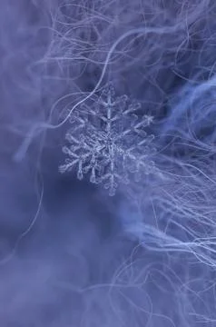 Snowflake on fur Stock Photos